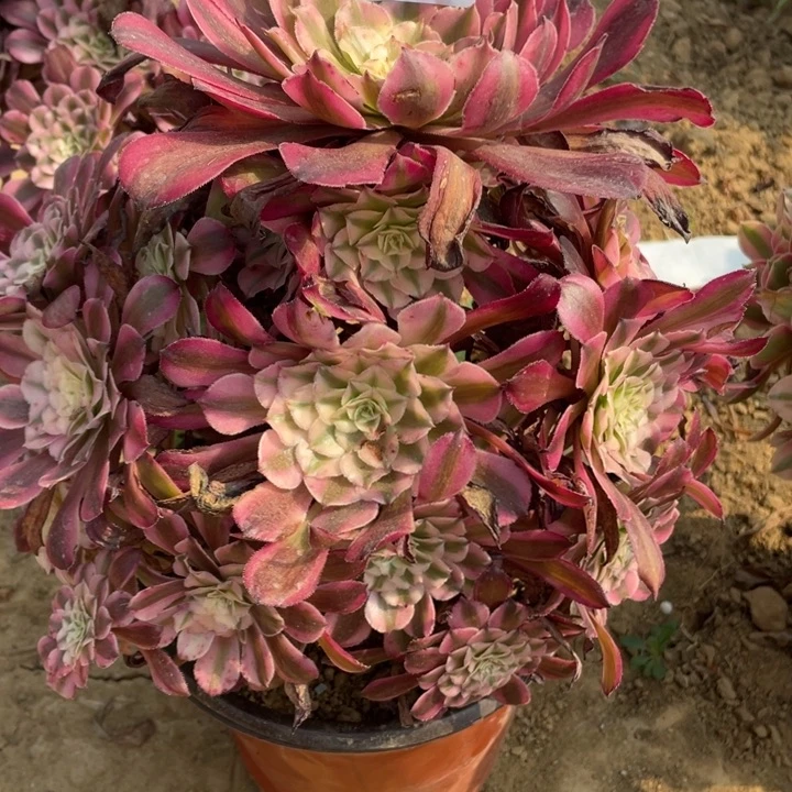 向***葵无花朵901多肉植物红铜白
