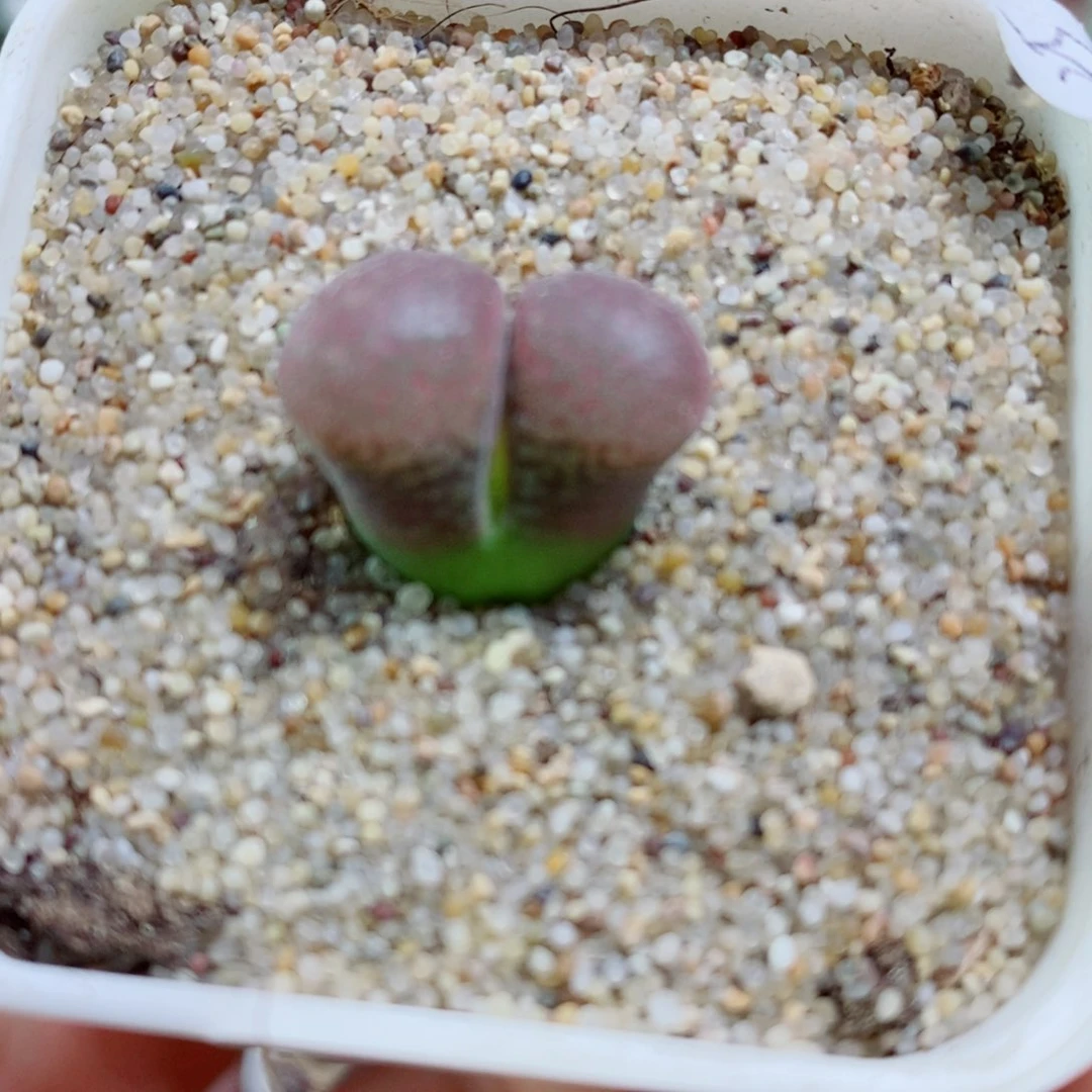 生石花花花花花花花158