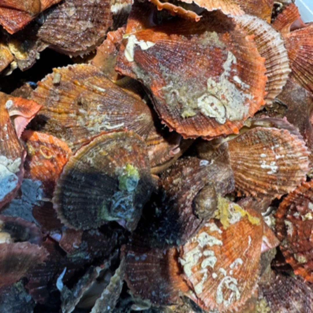 海鲜组合【鲜活小红扇贝】【蚬子】【波螺】保鲜不保活