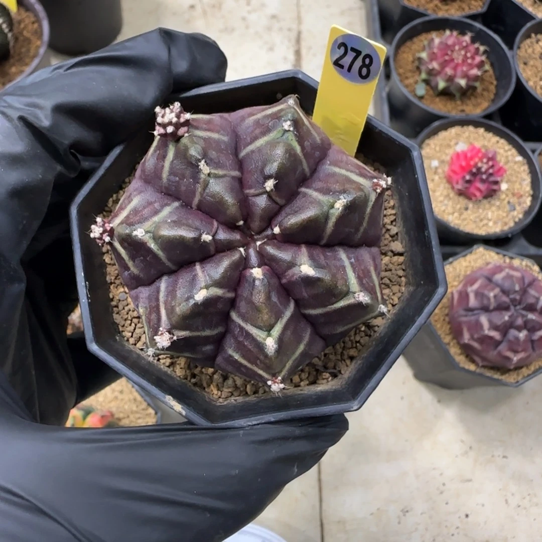 278号泰系实生梦想