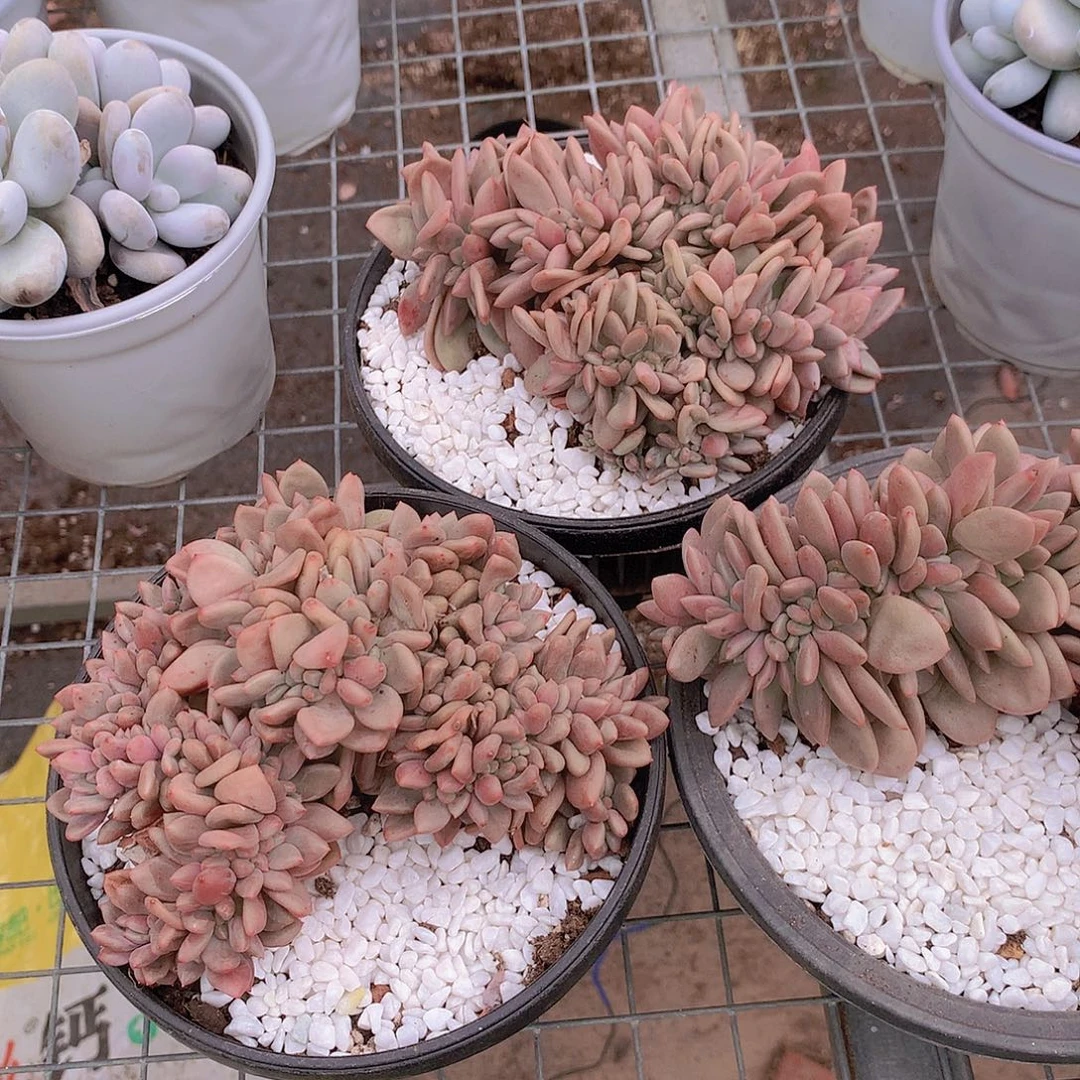 桃花源缀化356788999999