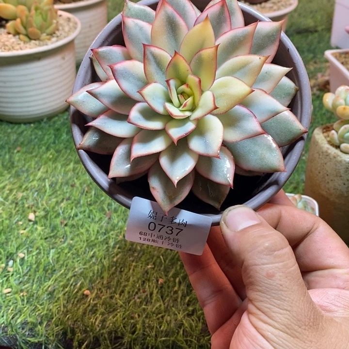 0737啊啊啊啊啊啊啊啊
