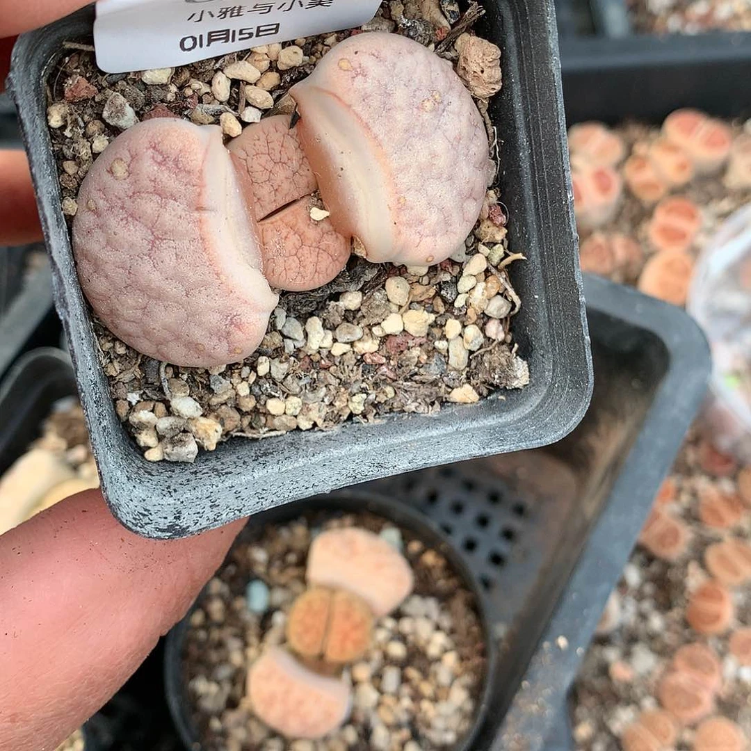 C287多肉植物保护研究所