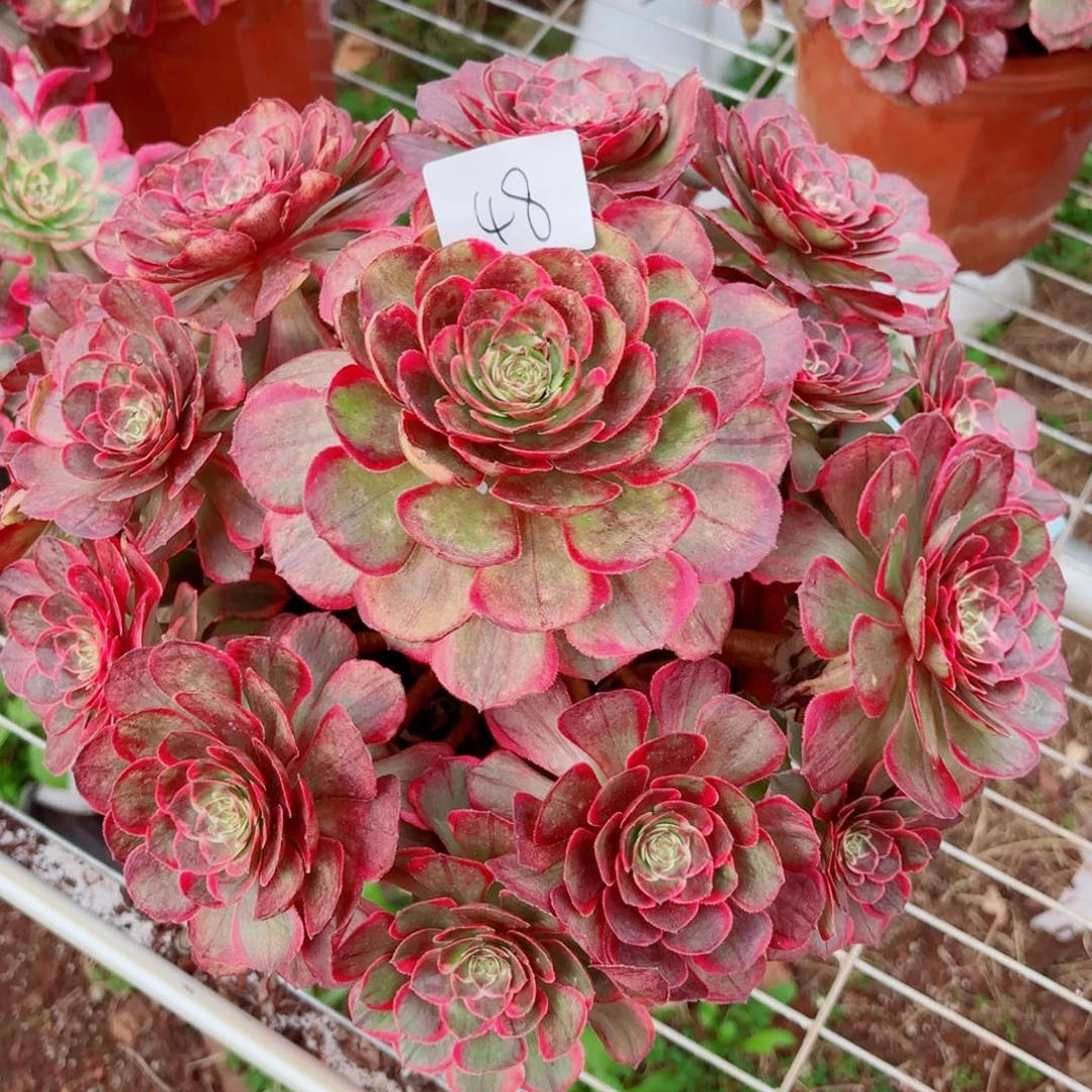 一物一拍多肉法师48