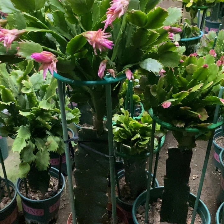 迎***寒完全开放0272。 083