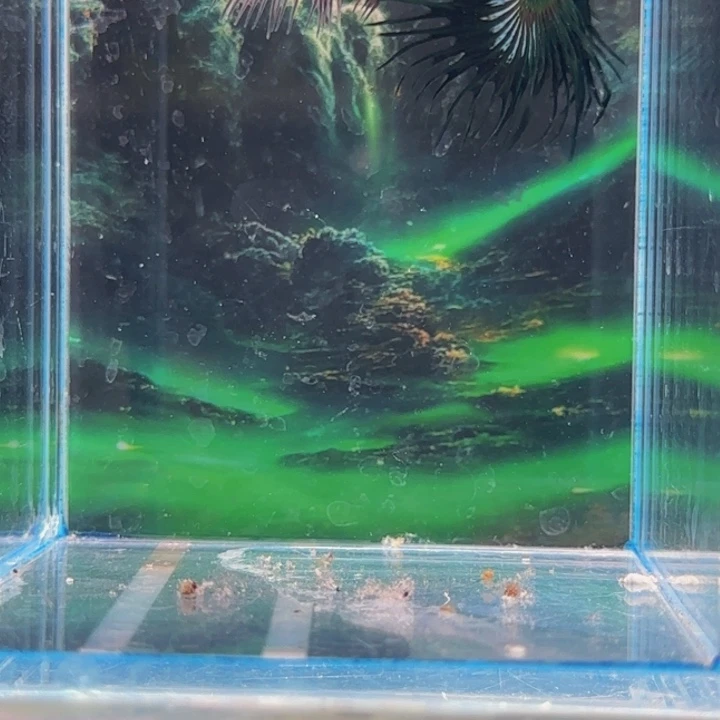 斗鱼我会有这么大勇气继续