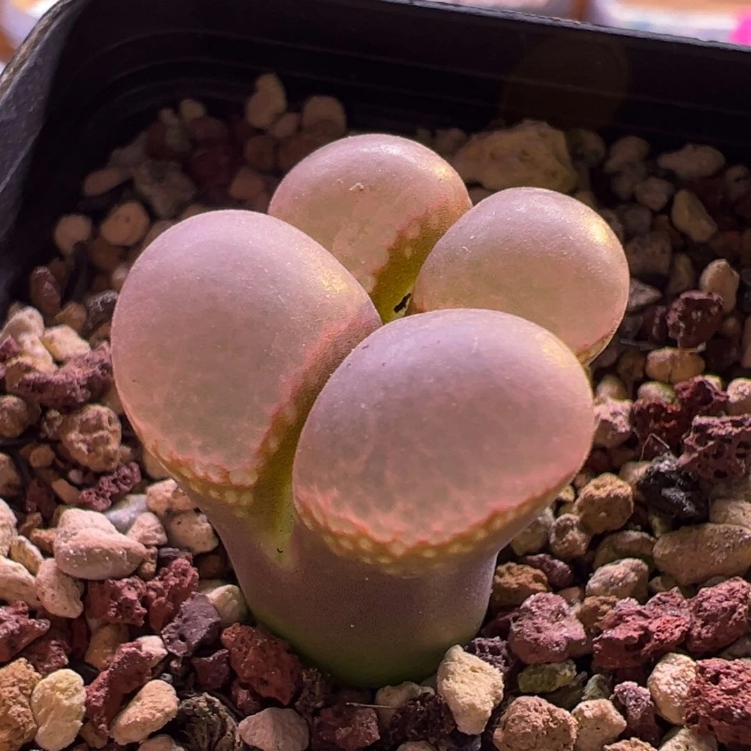 特特特特特特特特特特