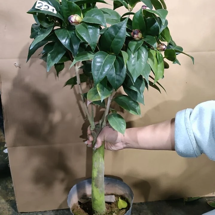 221墨川，原盆原土发货