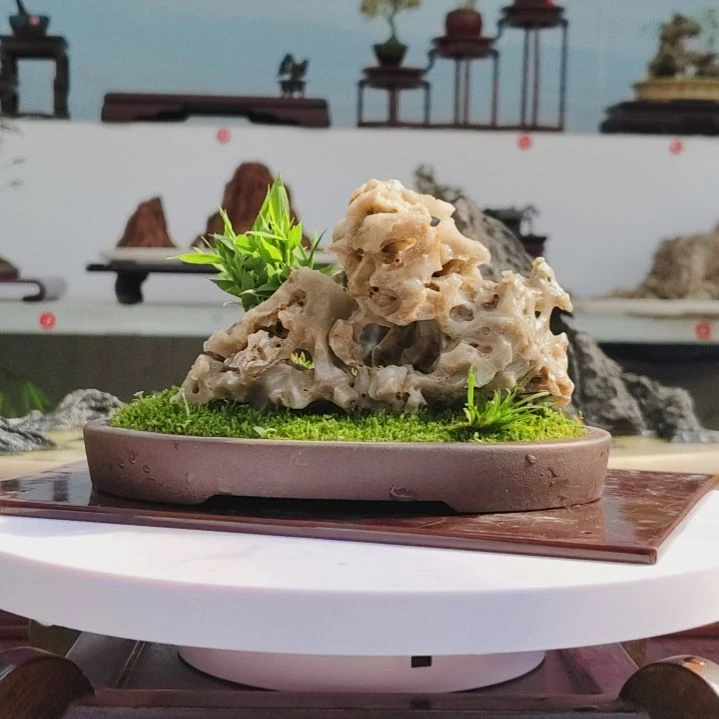 盆景，四国矮竹，玉玲珑，常**拓