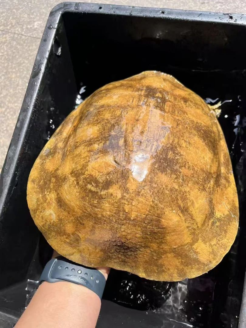 主播推荐正宗农村土货老鳖（私拍不发）