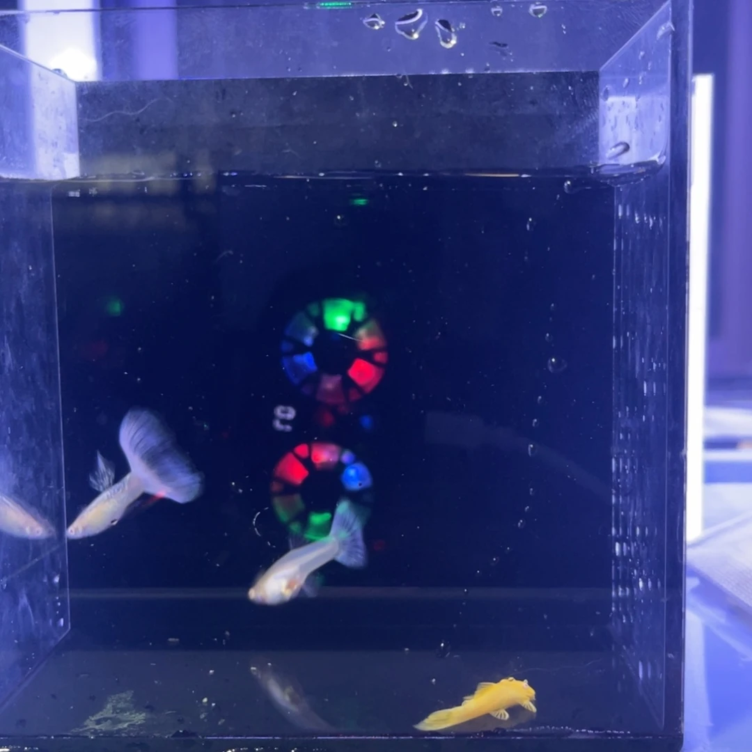 孔雀鱼樱花粉一对加一条胡子