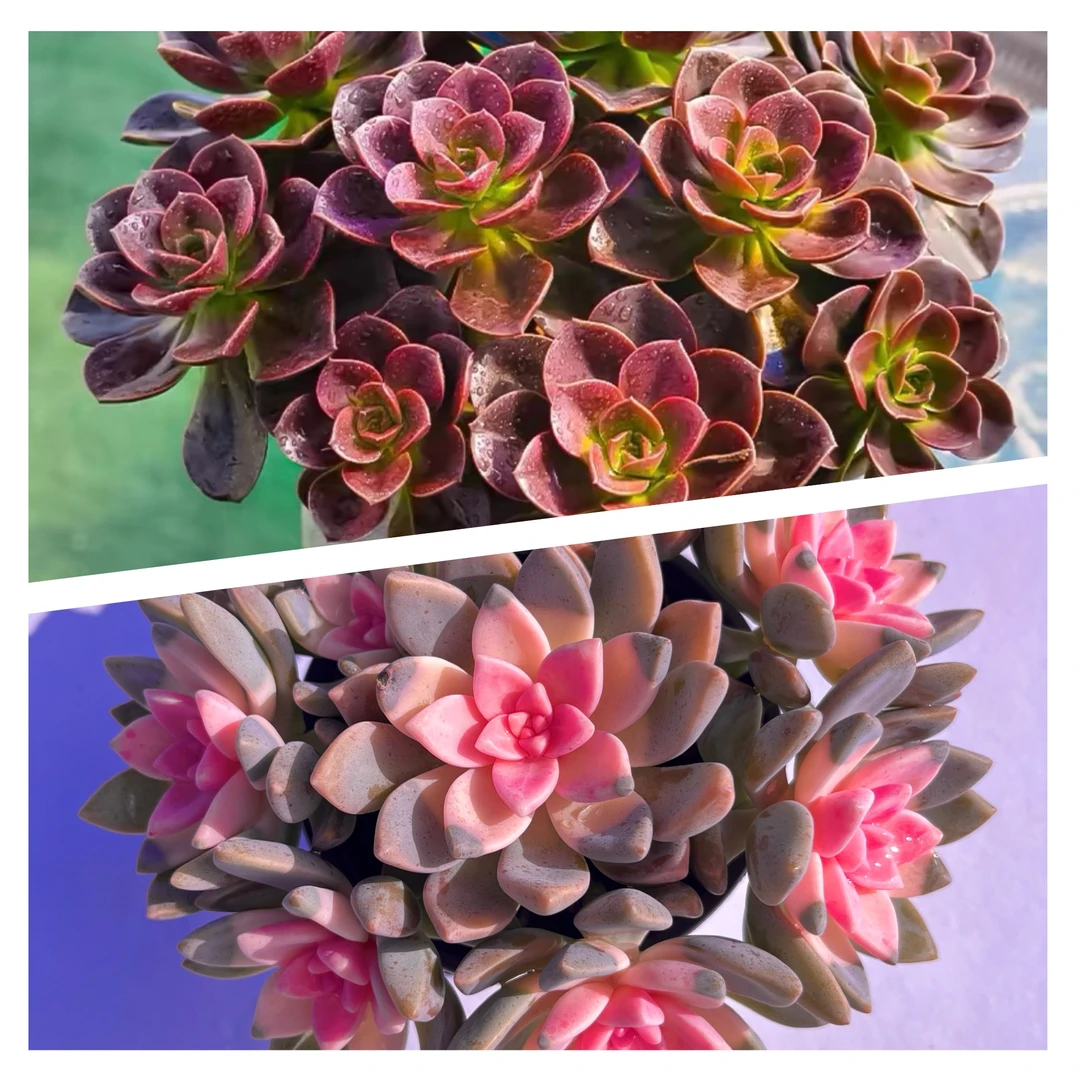【巧克力+樱花锦】带盆带土 耐夏多肉 喜阳 繁殖快 爆盆多肉