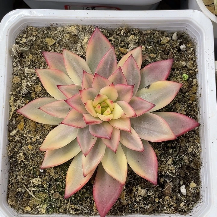 幽鬼锦一物一拍锦龙