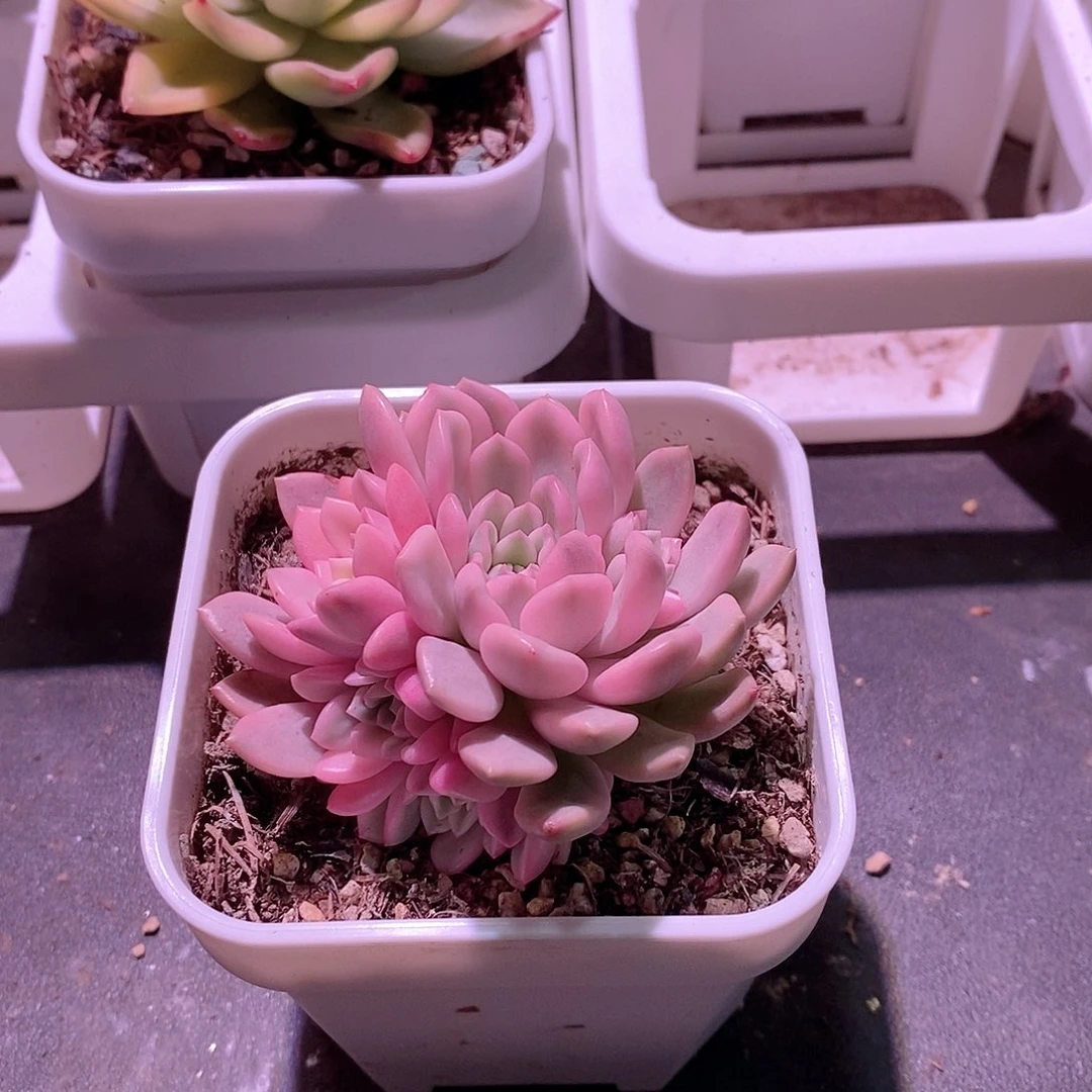 红宝石锦多肉植物老桩