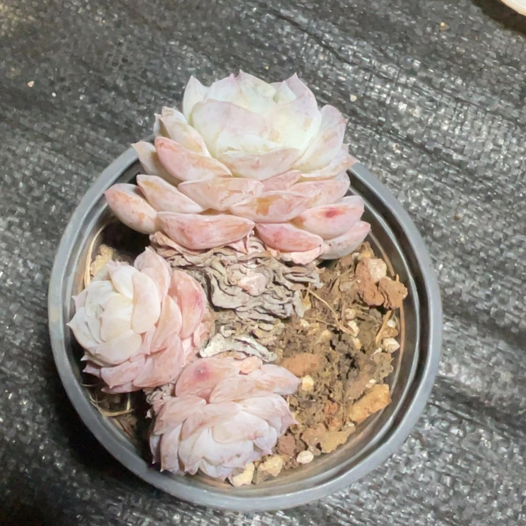 小****糖心纯爱三头宝贝专拍