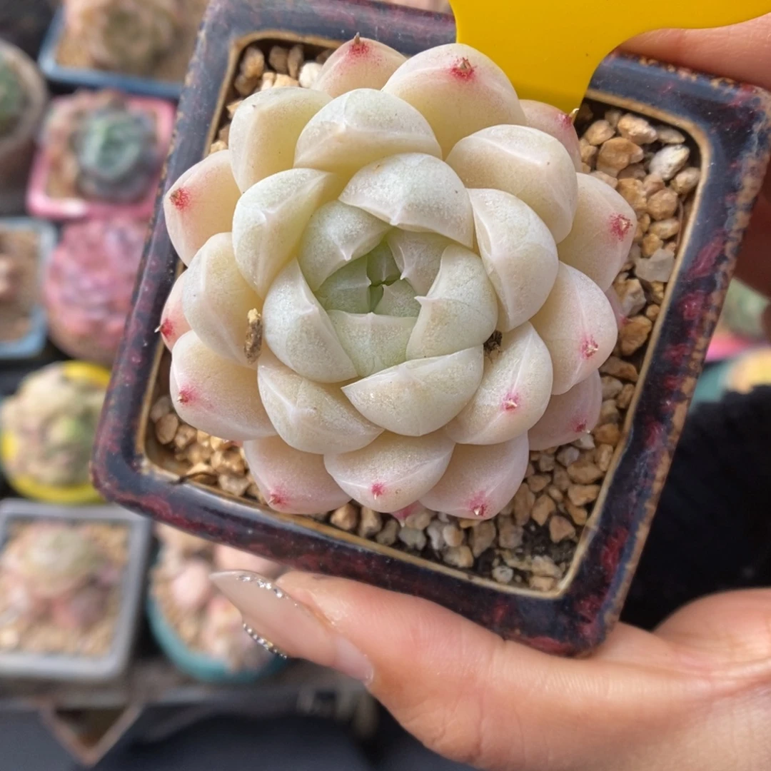 k***n油透麦秆380号。