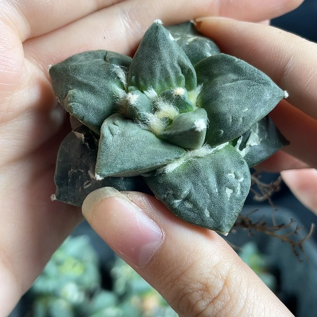 5.5cm自根青瓷牡丹杂