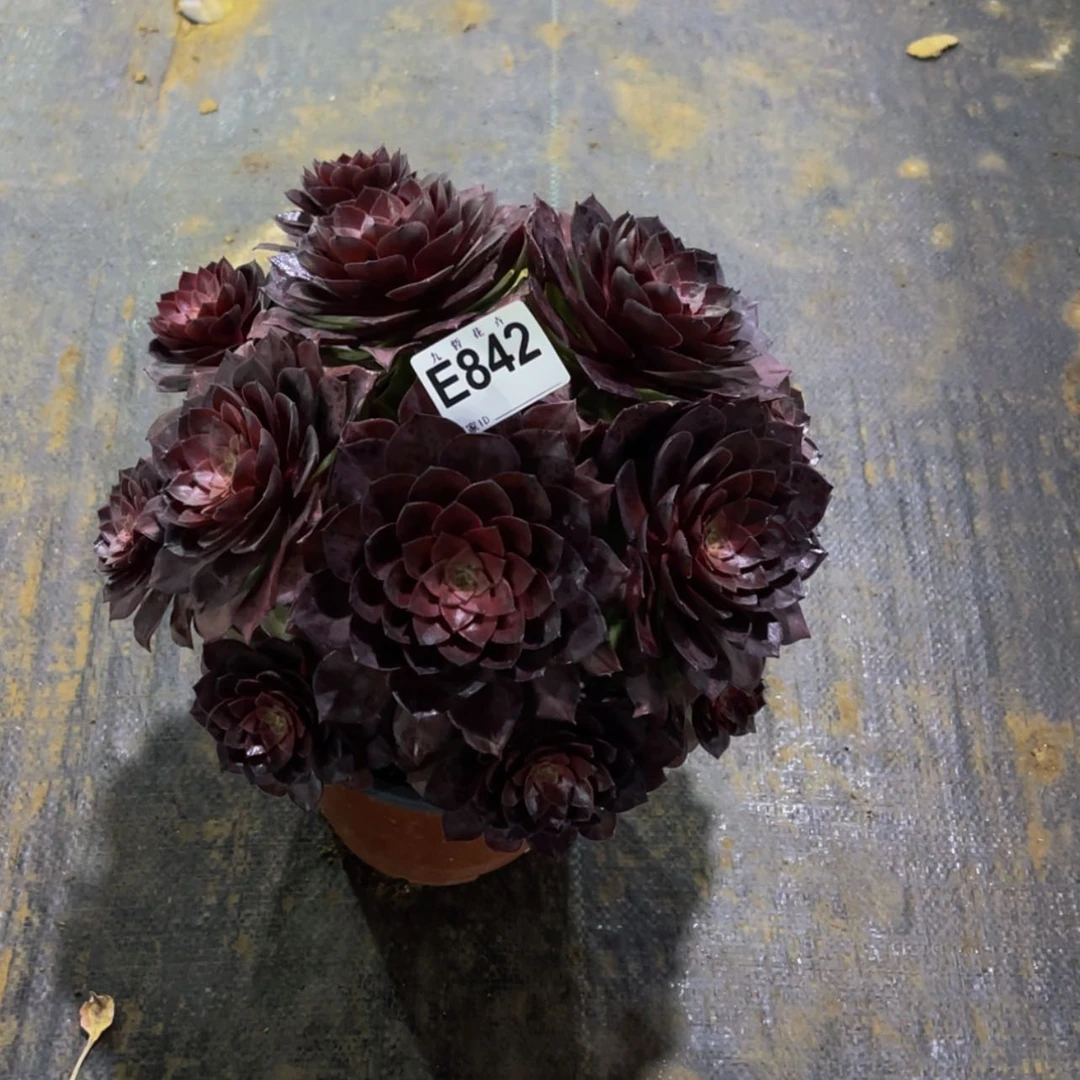 【闪购商品】84200