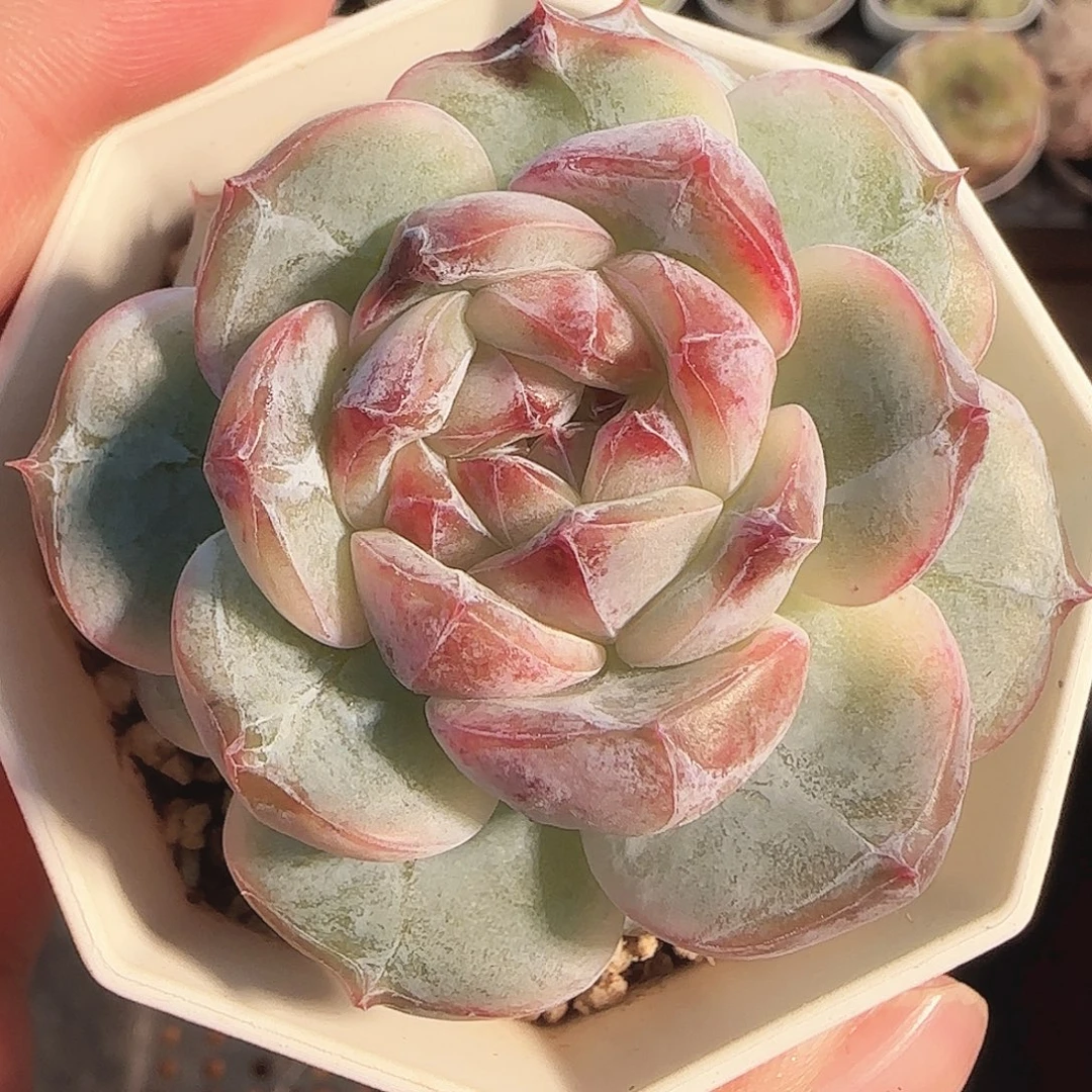 多肉1122-174糖心