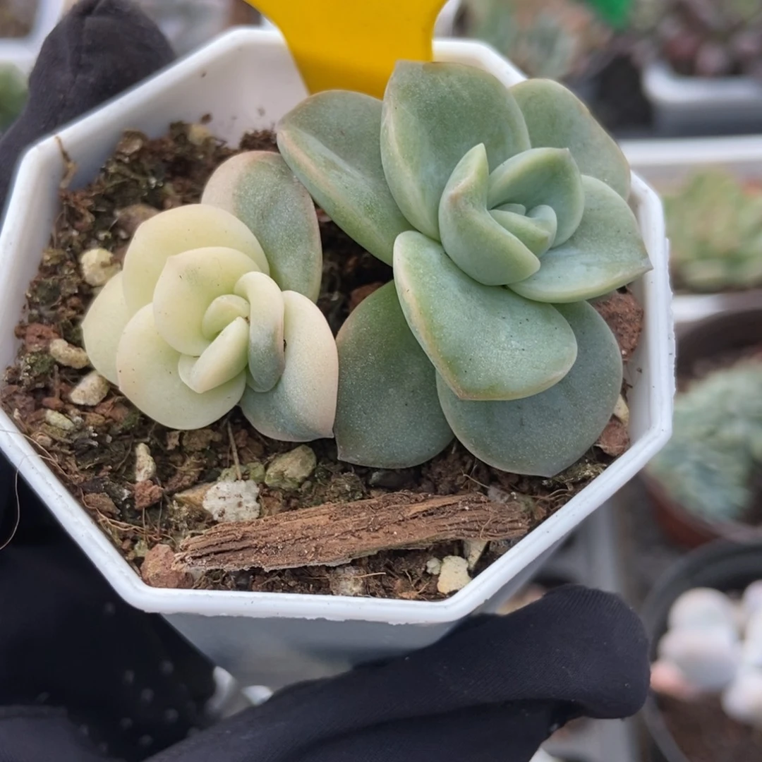 719可爱玫瑰锦多肉植物