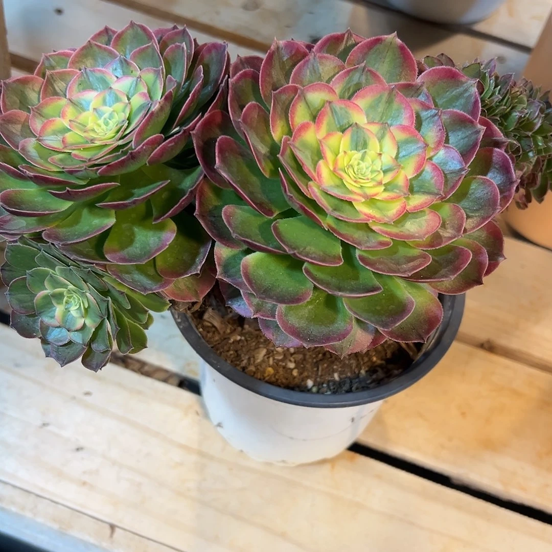 海王缀化老桩朵缀