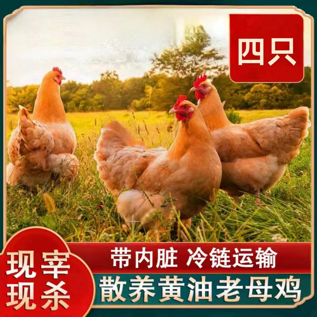 【小戴家】放养3年黄油老母鸡 单只净重2.5斤 4只净重10斤