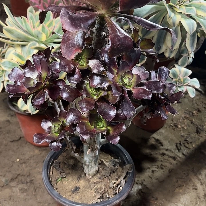多肉植物法师乌毒26