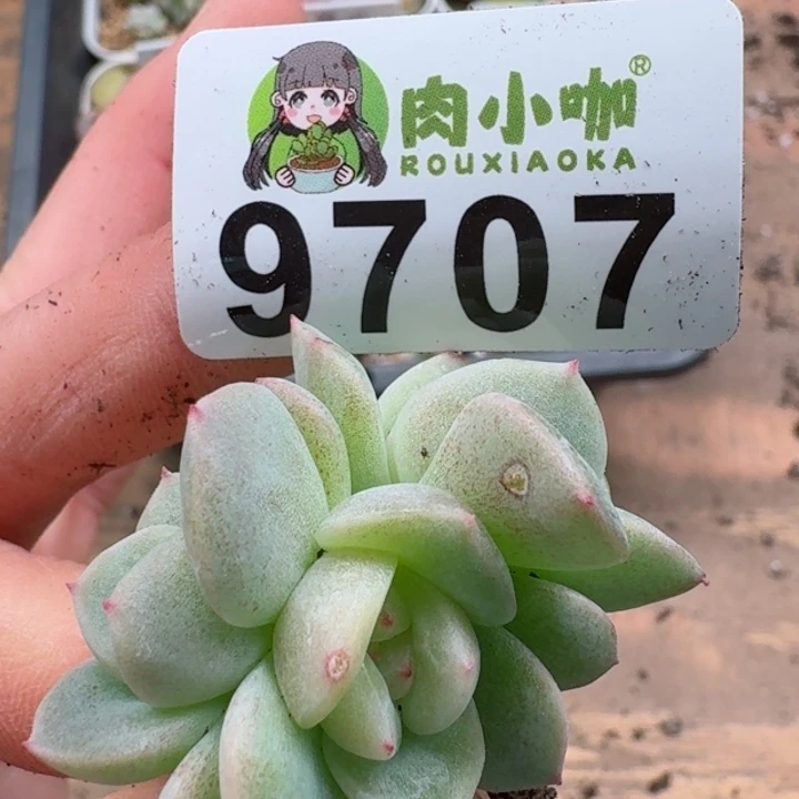 月**凉多肉植物多肉植物