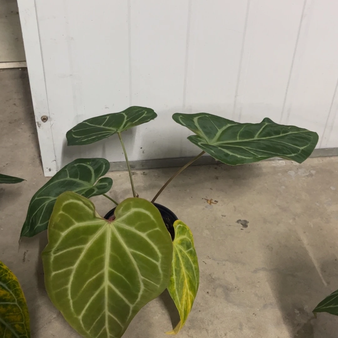 无花朵2454 （活动两颗起拍 无售后）