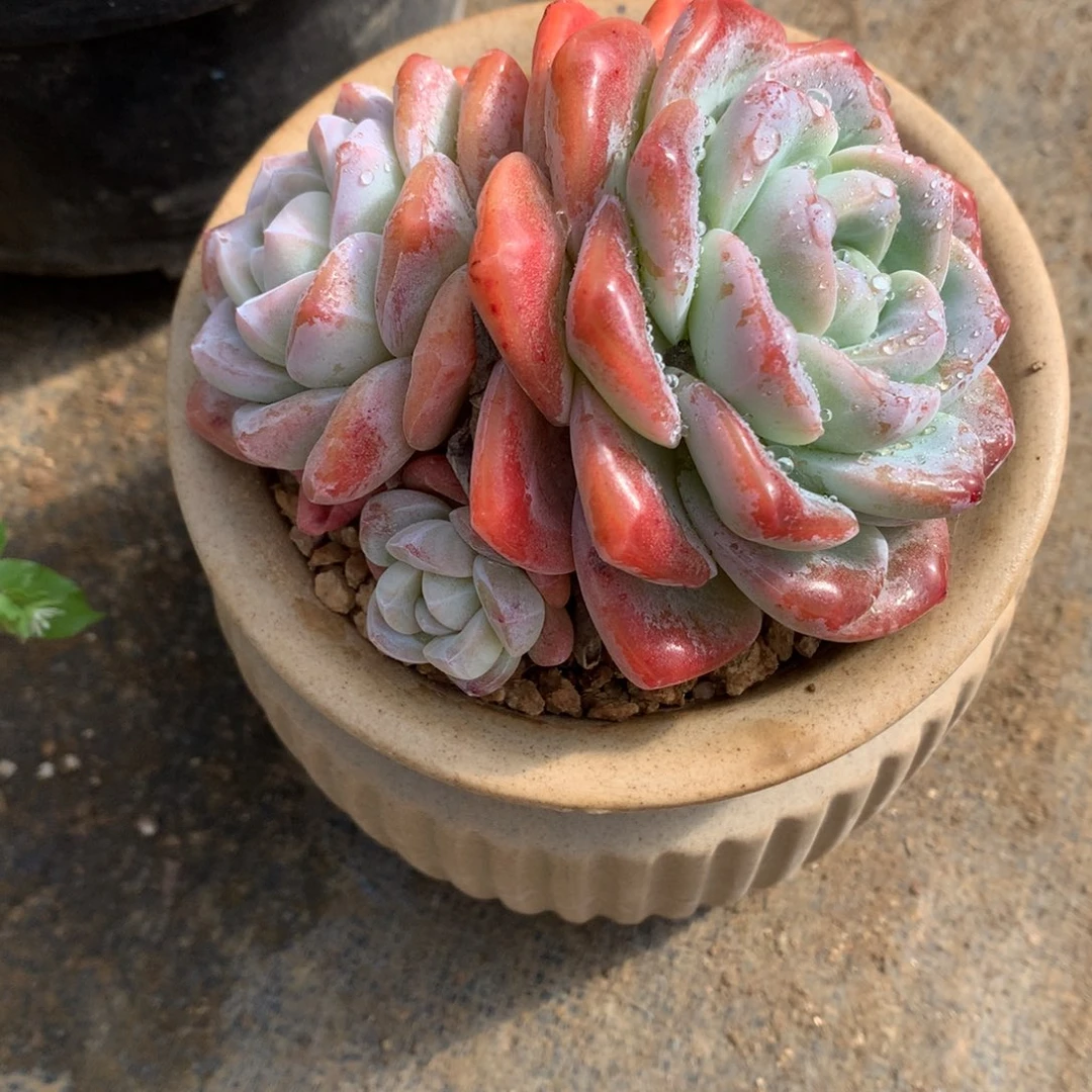 冰玉多肉10厘米一物一拍