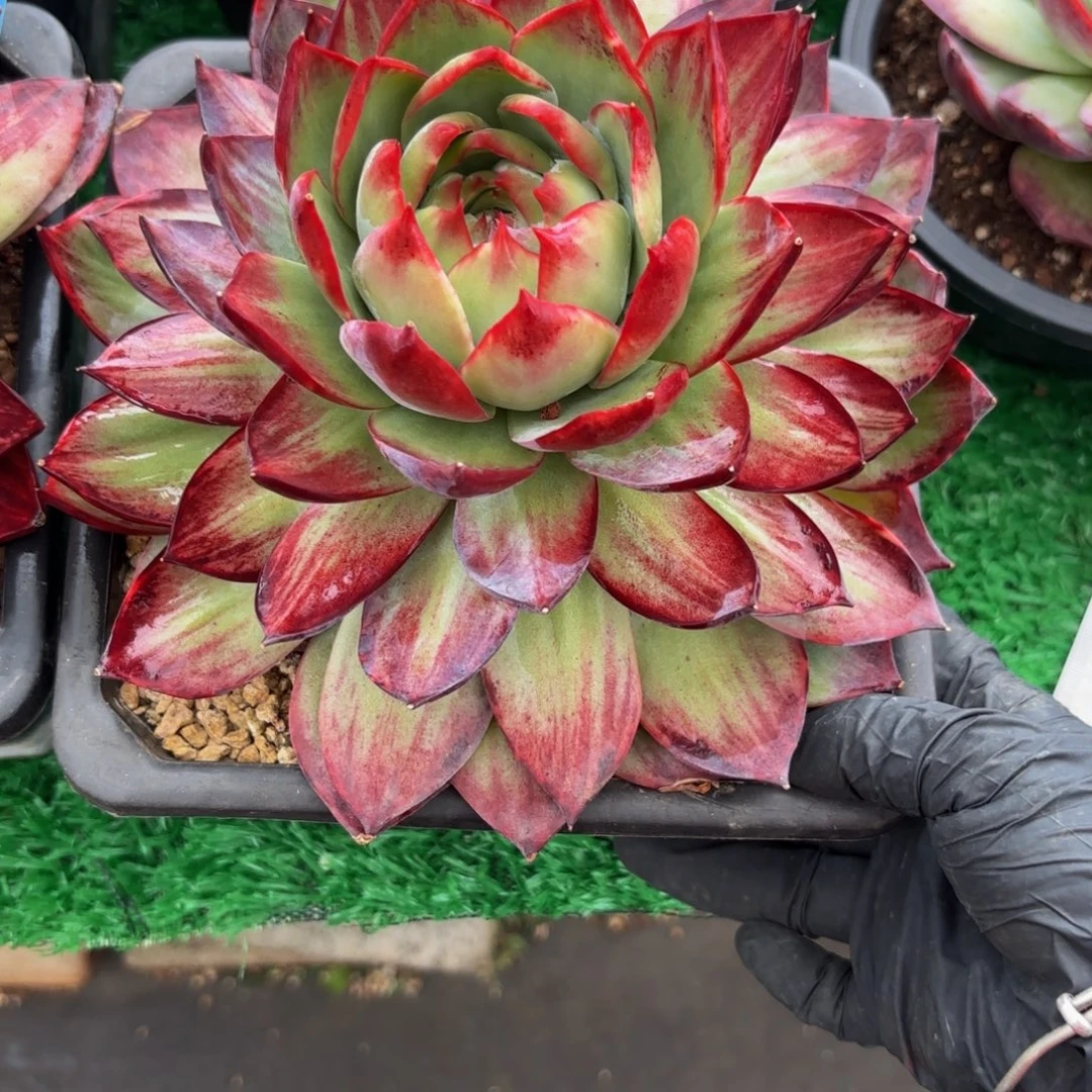 森***＊哈哈哈哈哈哈哈哈斤斤计较哈哈