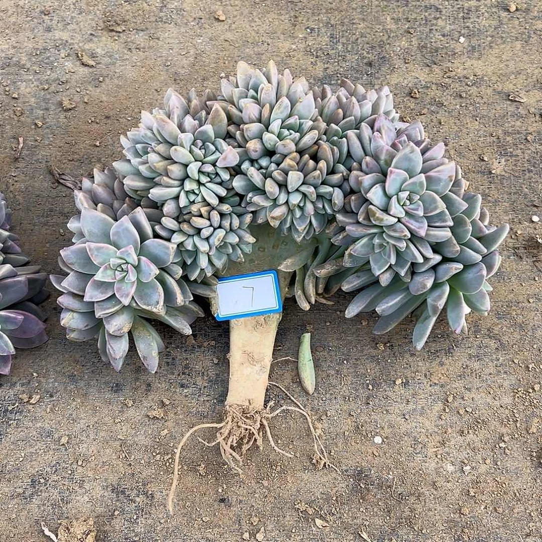 7号淡雪缀化一物一拍