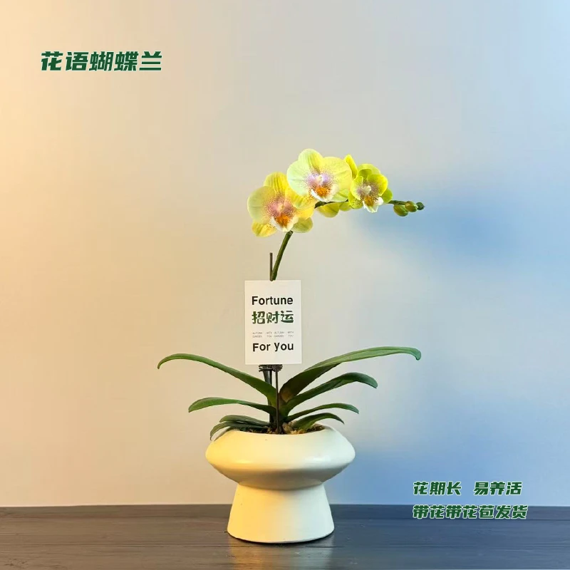 蝴蝶兰【爆米花】 带花带花苞发货 室内客厅阳台花卉 好养易活
