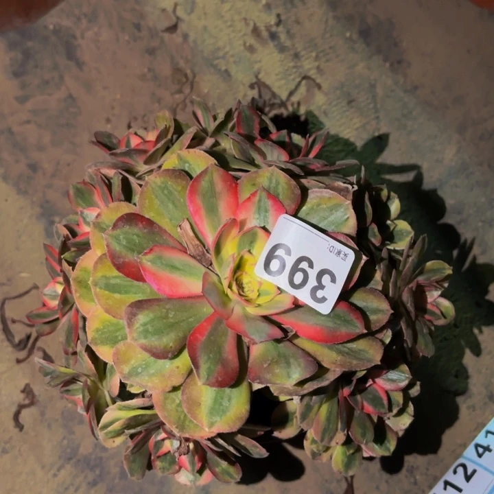 399半糖荔枝多肉植物不售后