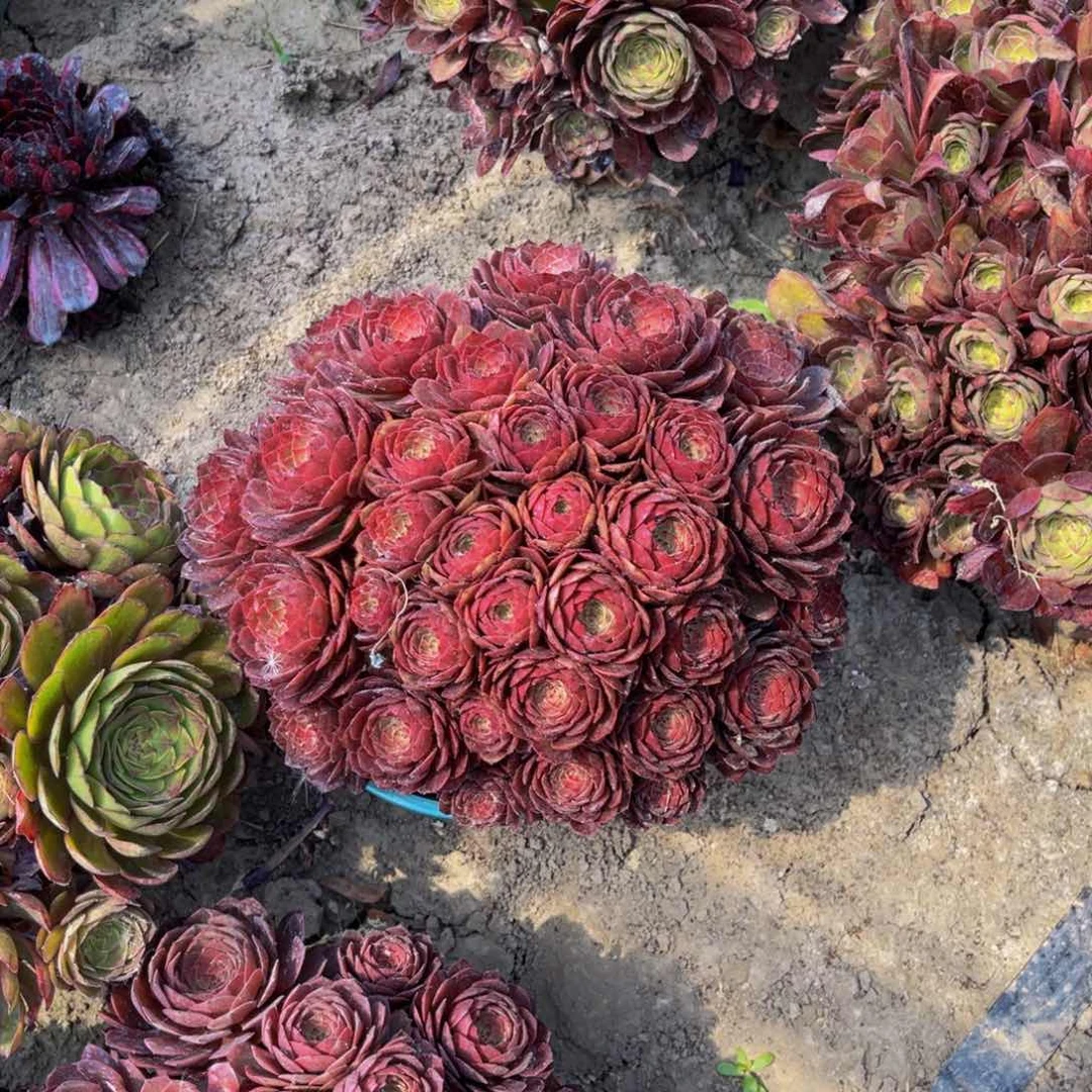 红魔法师朵朵5-46