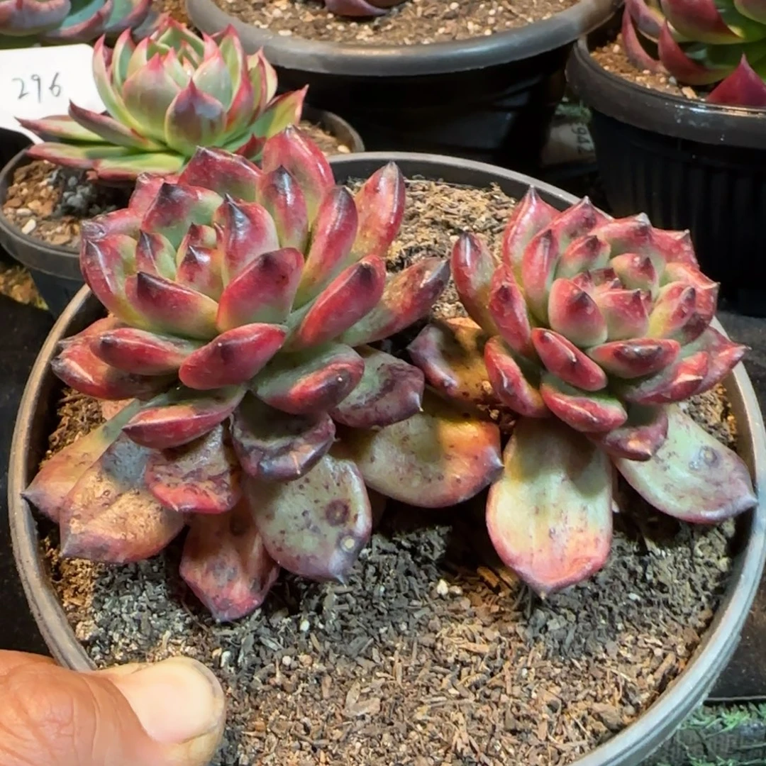 Tm 一物一拍包装收缩花旱