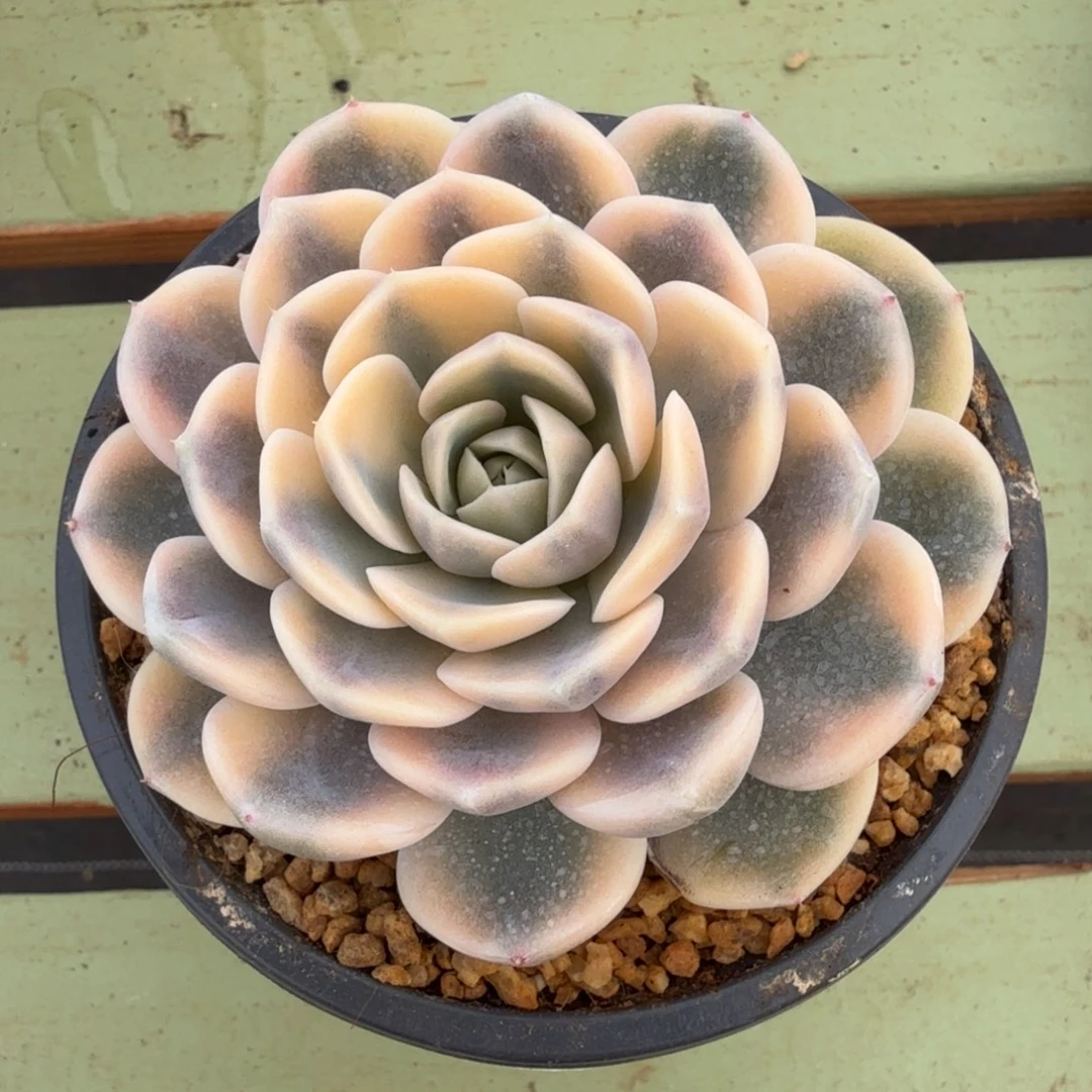 汉堡锦锦上园艺一物一拍