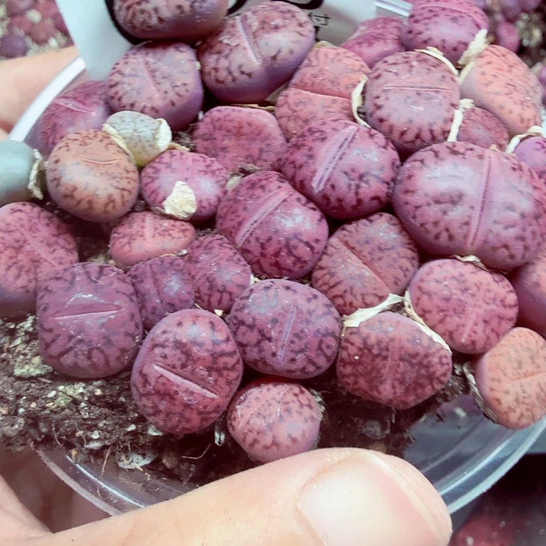 你不去上班就好的呀068