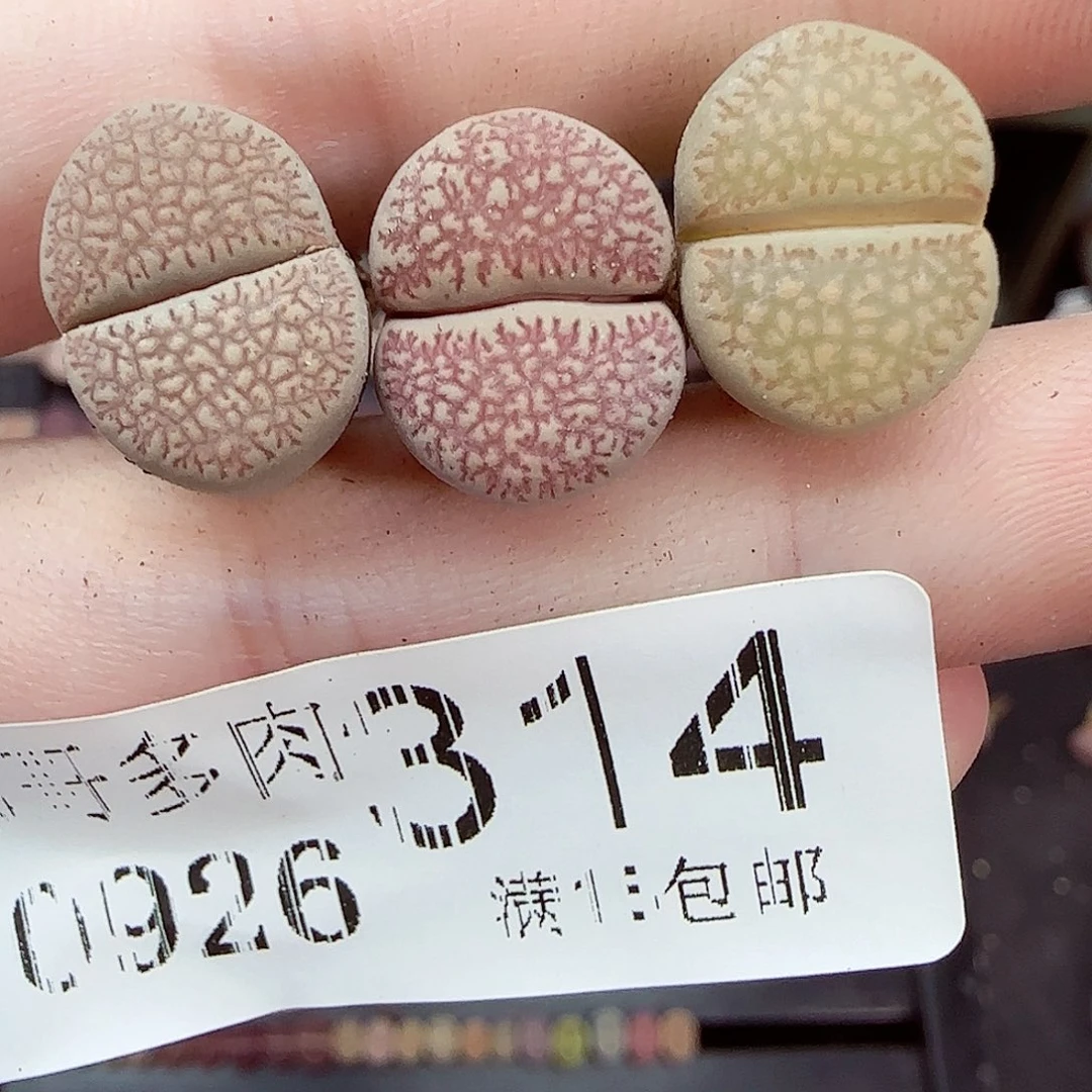 满满18包邮0926-314