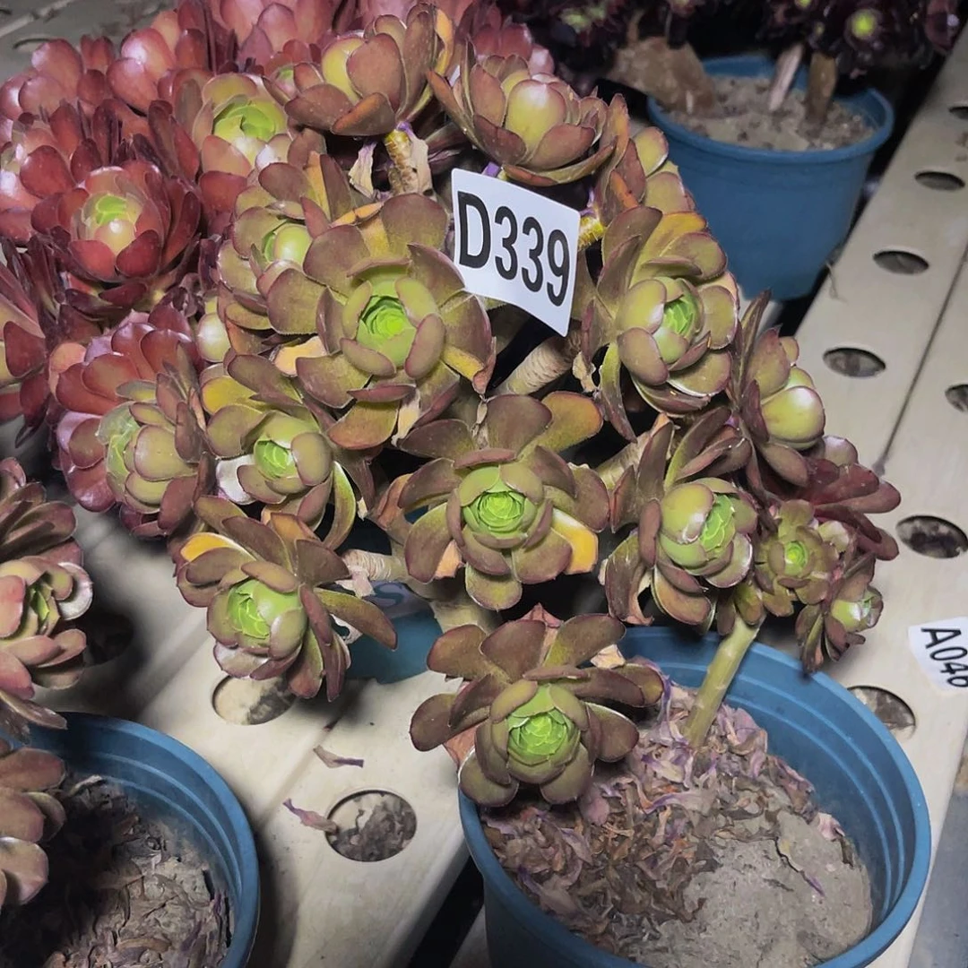 灰豆豆法师7-17包邮