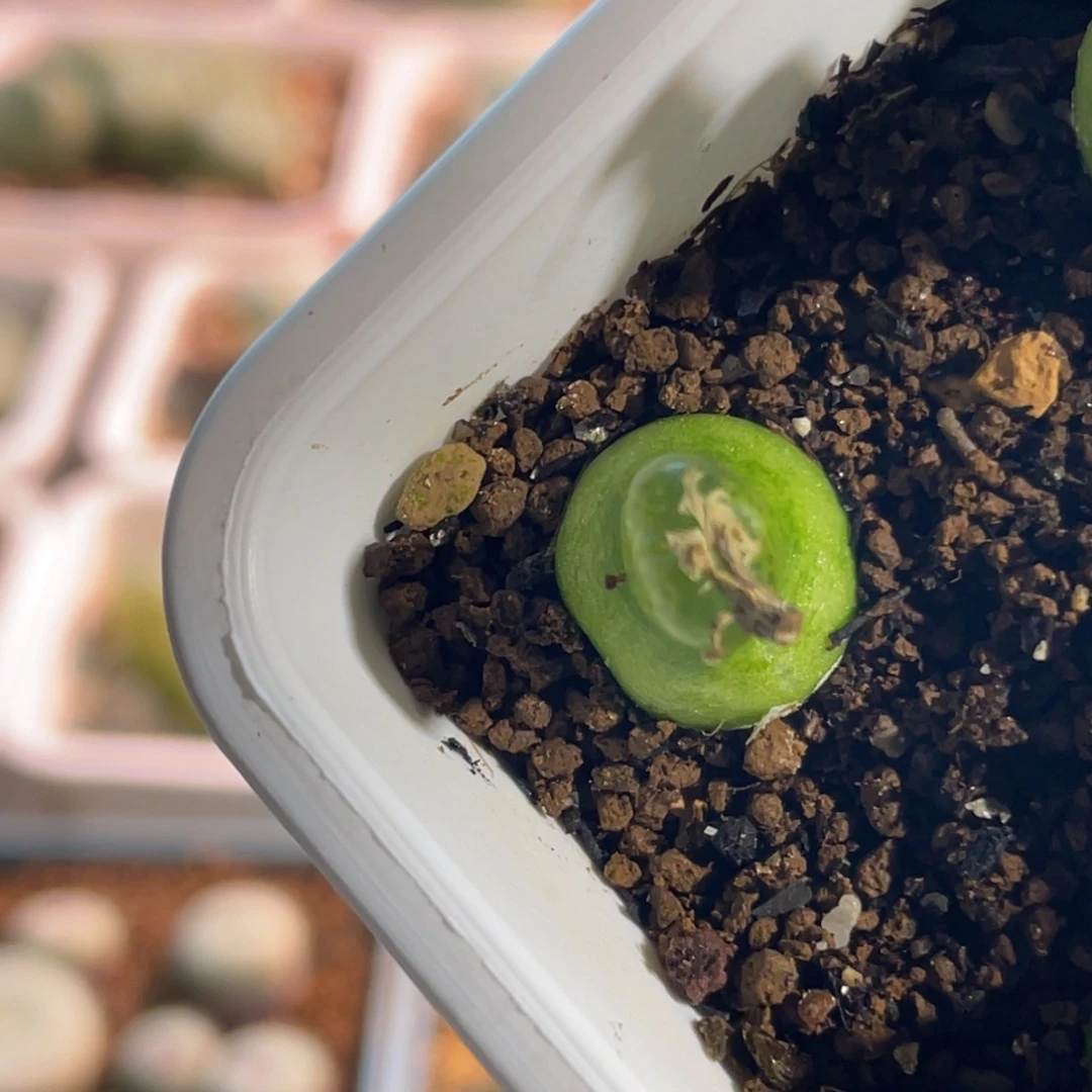 小葫芦单头植物一物一拍