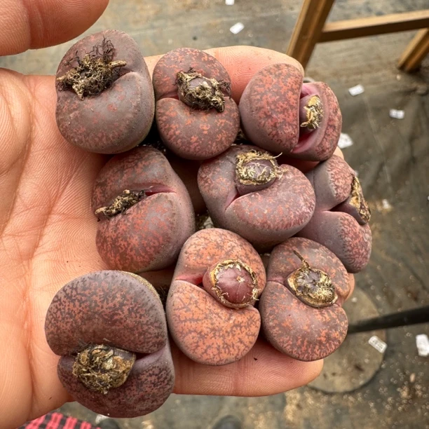 酒红灵耀酒红紫熏混合四年 生石花多肉一物一拍脱土修