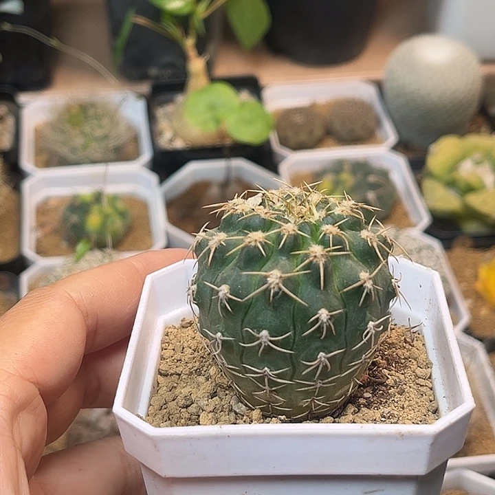 无花朵圣姿丸实生球一颗