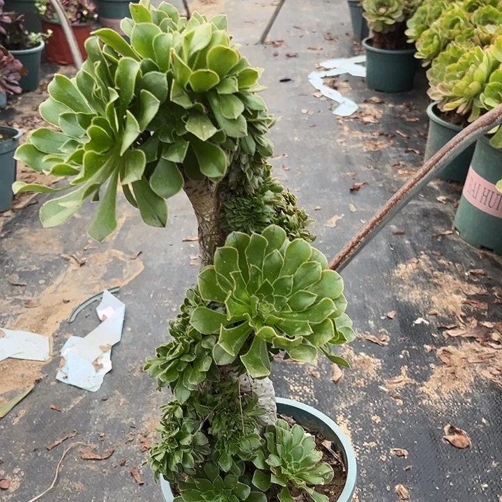 18号原始绿妖桩缀化
