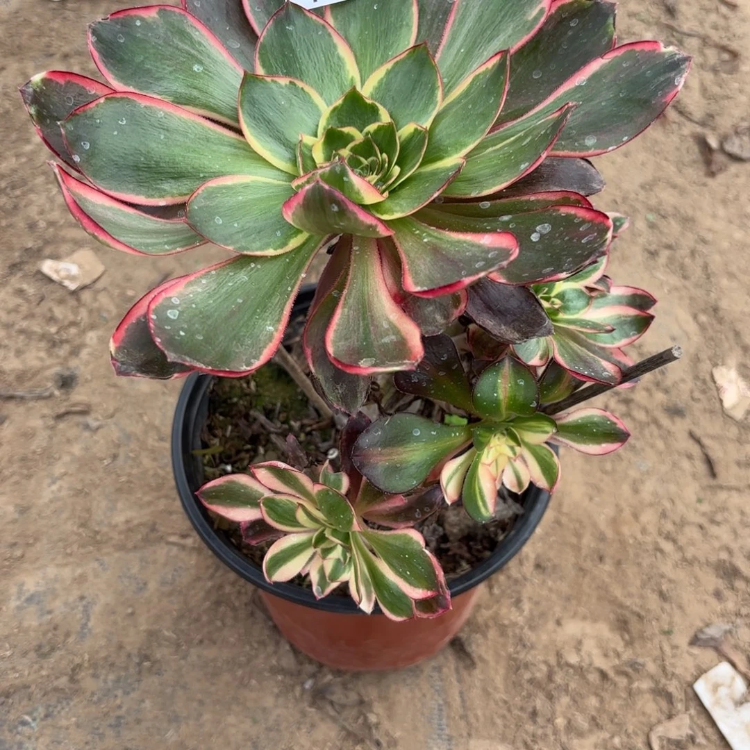 M. 664红魔女多肉1，cade