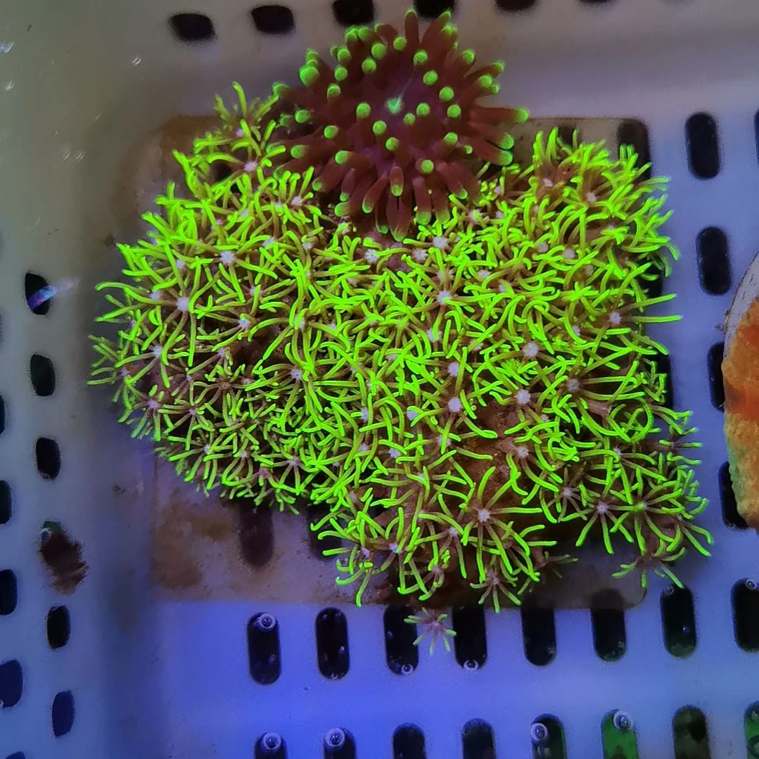 纽扣珊瑚自选草皮套餐