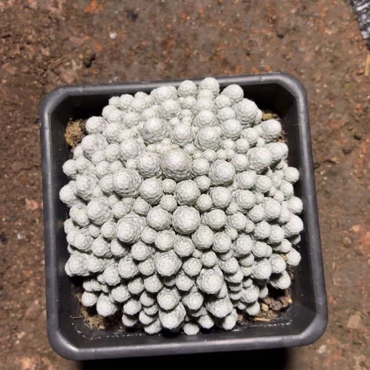 当前无花栽培后可以开花姬春型脱土发