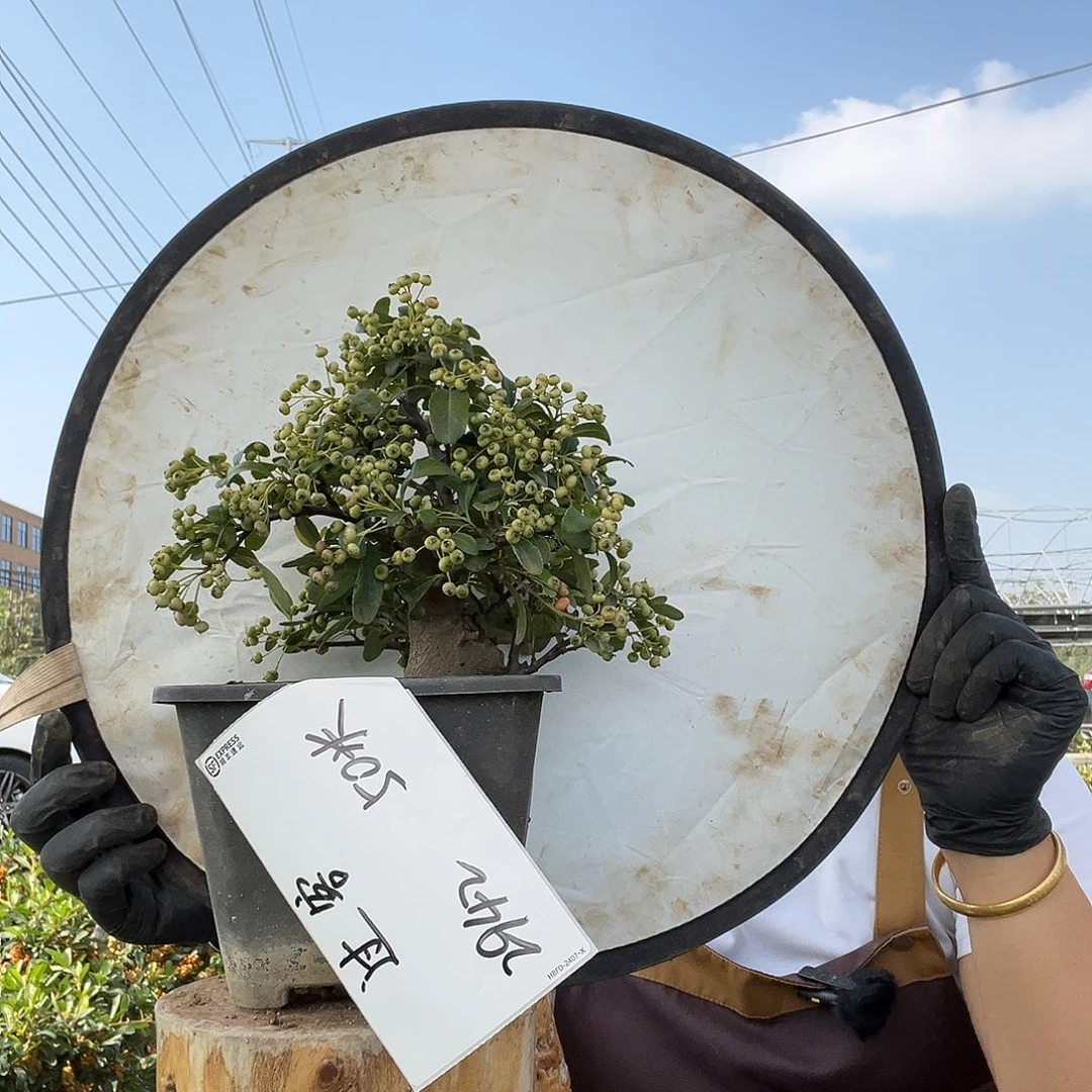 过***客完全开放火棘吉祥果