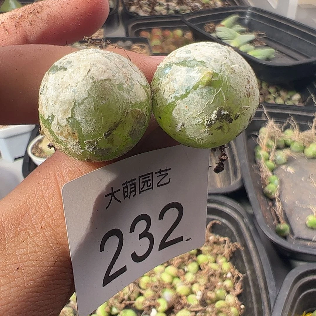 一物一拍。     232