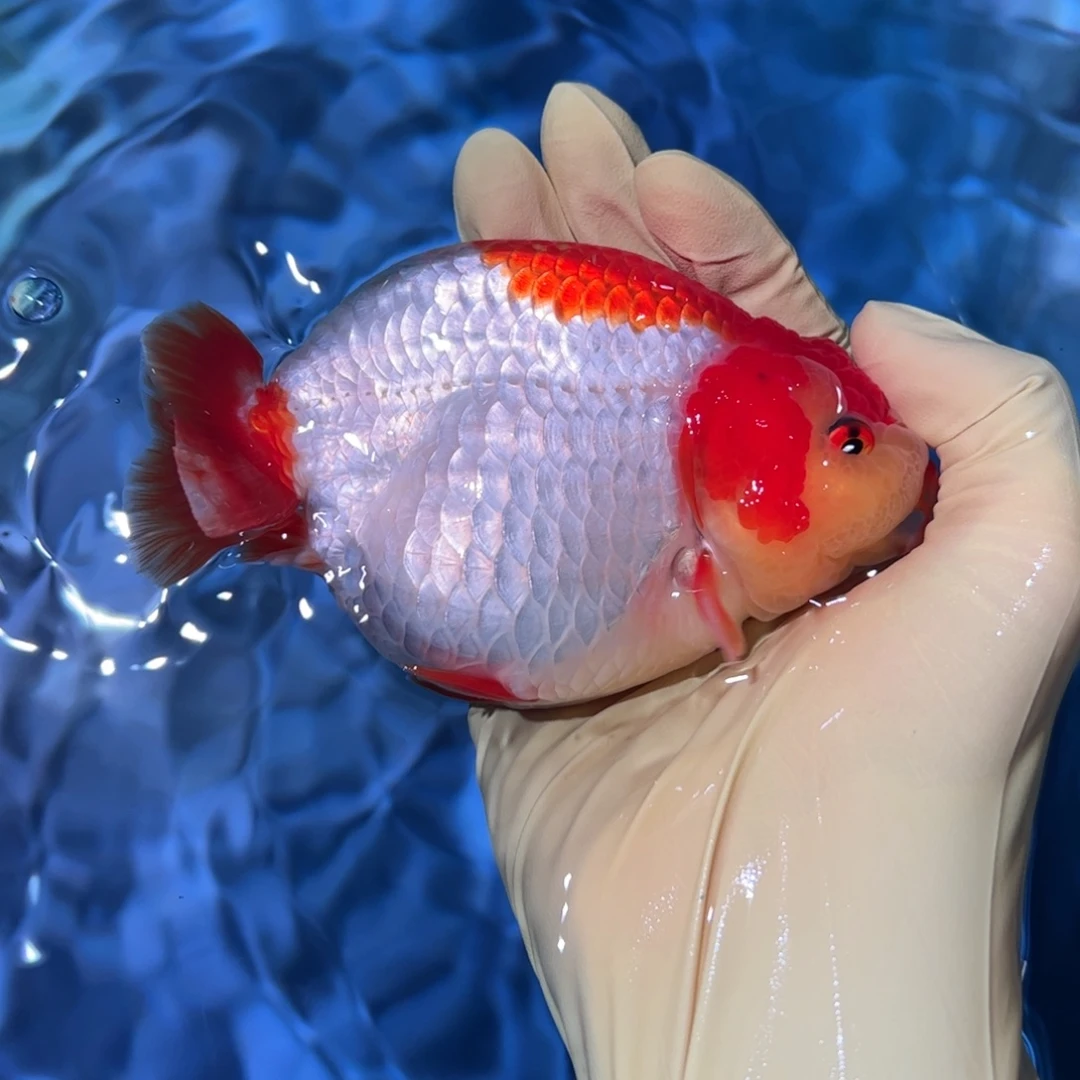 金鱼买够三条顺丰包邮陆运